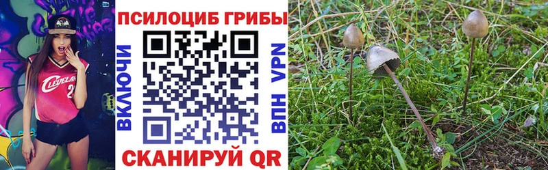 Псилоцибиновые грибы Psilocybine cubensis  где найти   Болохово 